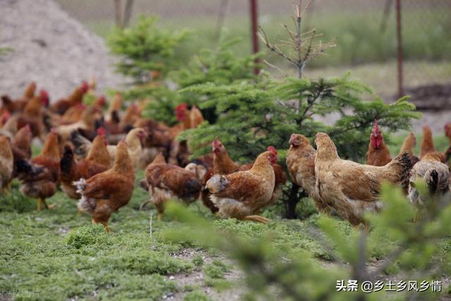 散养土鸡的高效低成本喂养法-图1