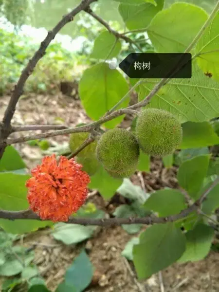 150种鲜花图谱大全，挑战你的识花能力！-图29